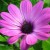 lil_purple_flower